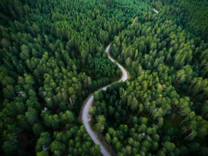 Winding path through a dense forest represents Net Zero Roadmap